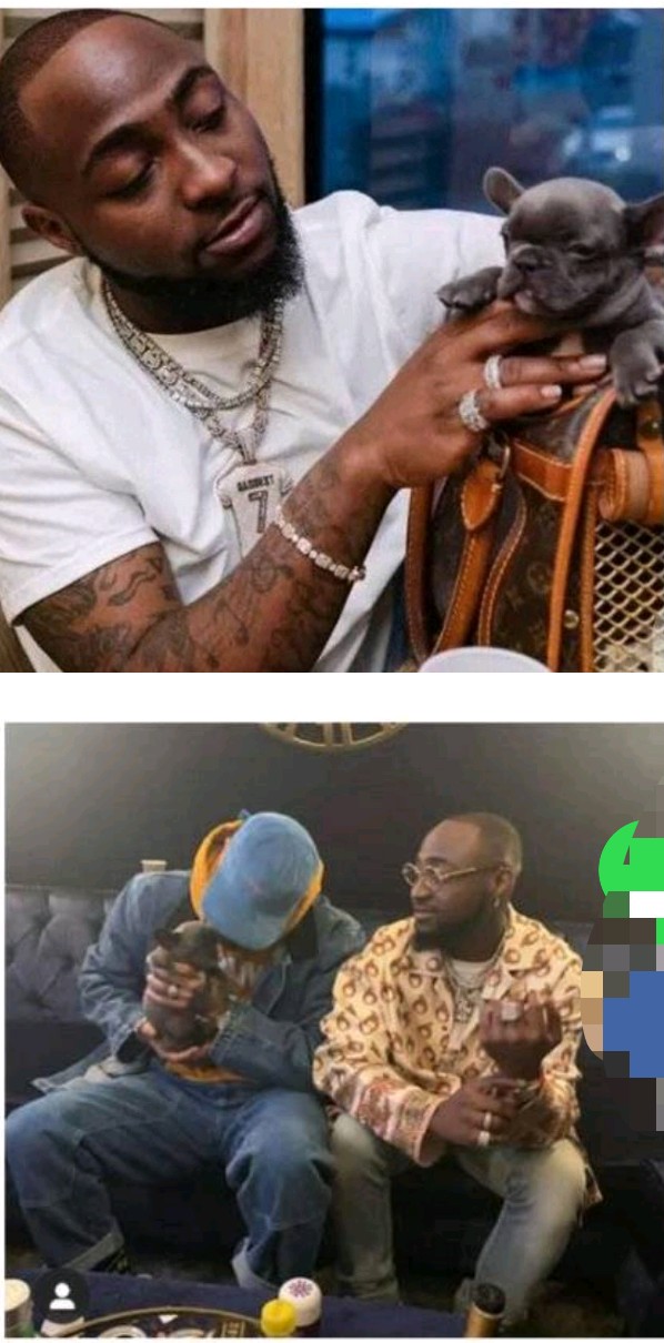 See Davido’s dog that is worth 2Million Naira and has over 6500 followers on Instagram (PHOTOS).