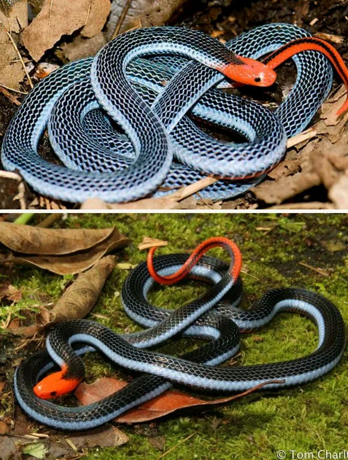 Picture And Facts About The 10 Most Beautiful Snakes In The World ...