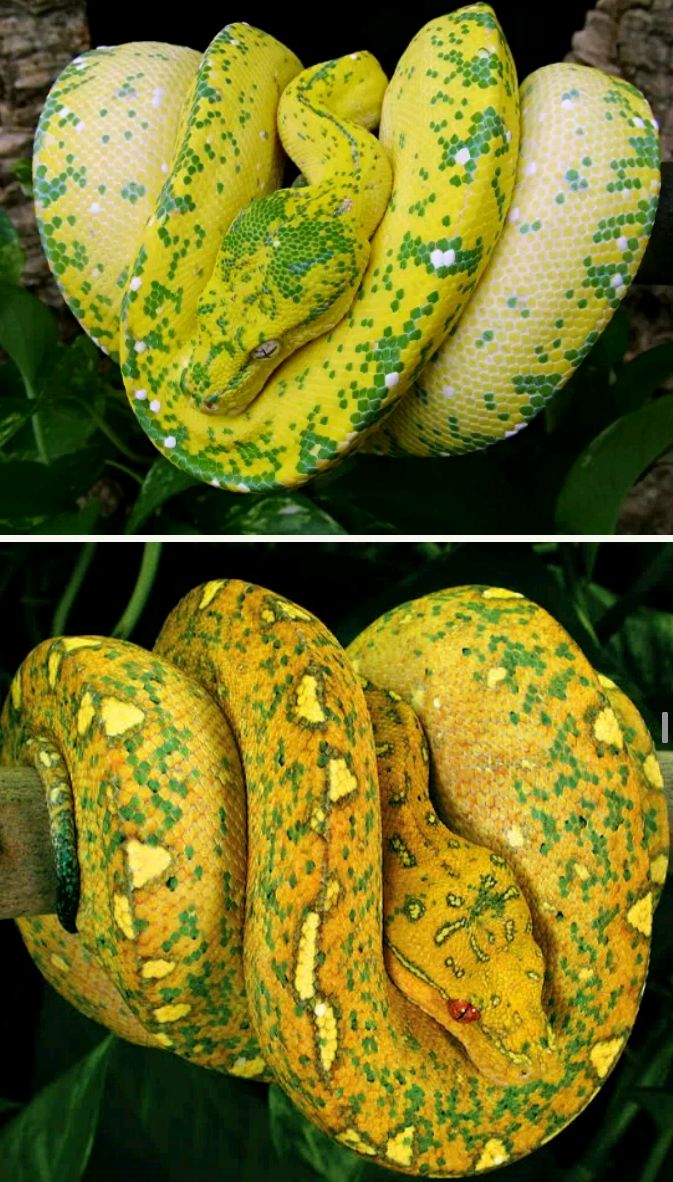 Picture And Facts About The 10 Most Beautiful Snakes In The World ...