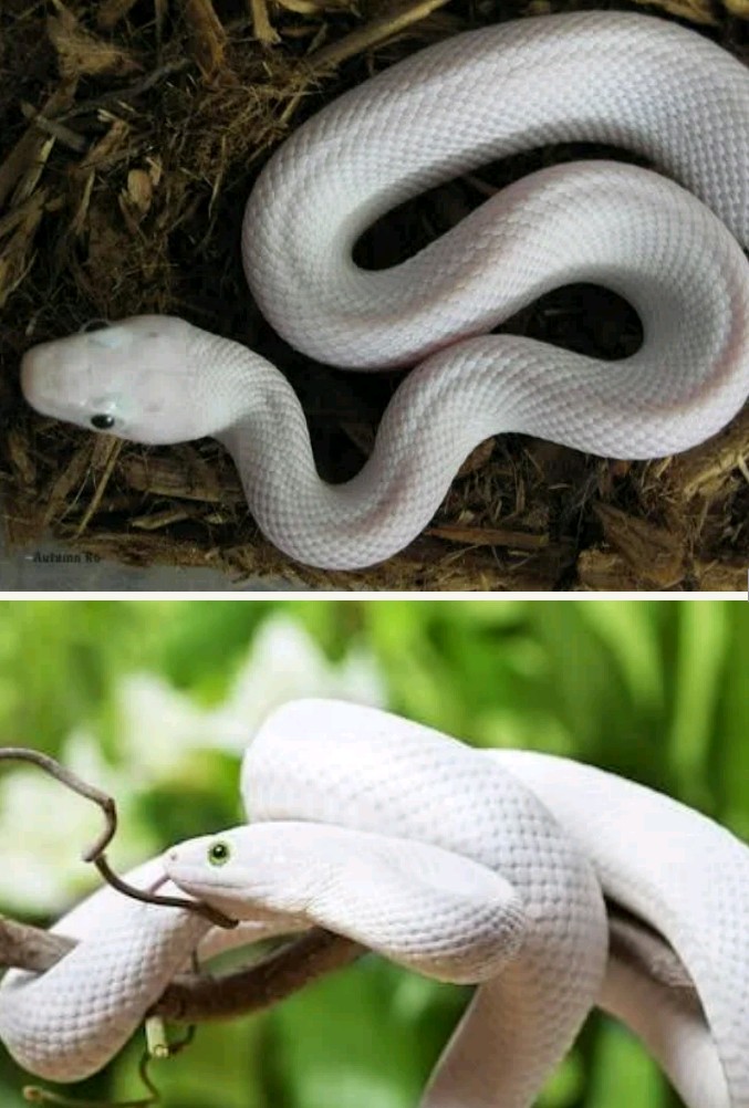 Picture And Facts About The 10 Most Beautiful Snakes In The World ...