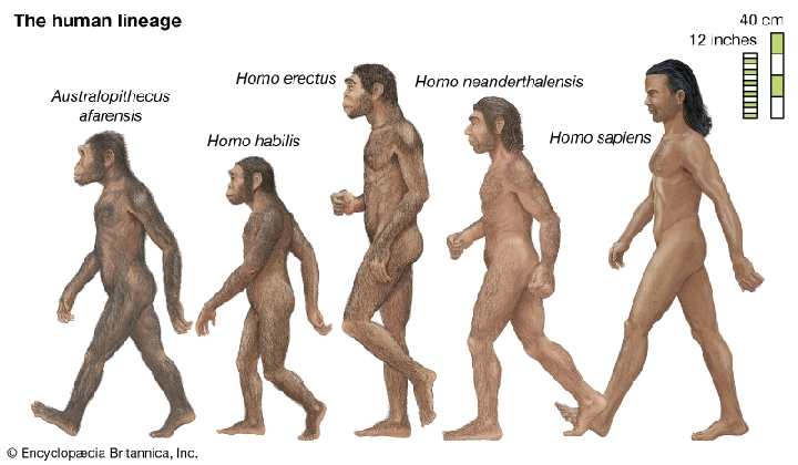The Right Evolutionary Doctrine: How Evolution Studies Should Have Come To Us 