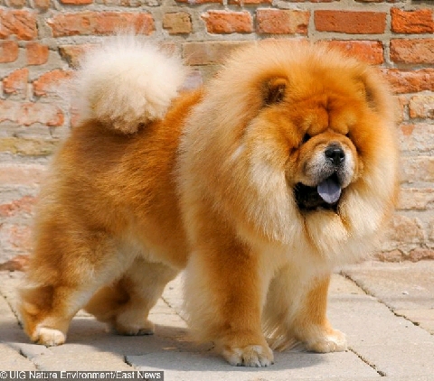 Expensive 2024 fluffy dogs