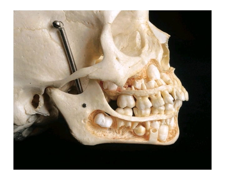 &apos;ScienceWithGray — Learn About Your Teeth, Your "Bony Grinders"