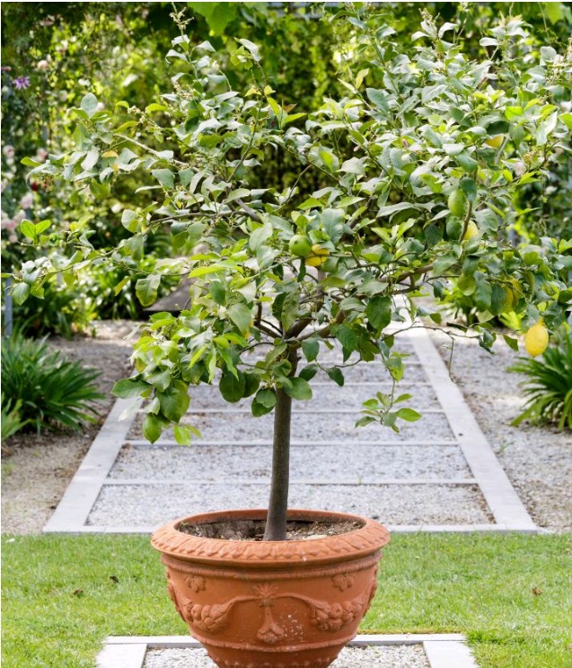 How to prune a lemon tree | Boombuzz