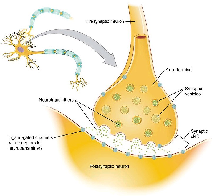 Anato-Physiology: Chemical Synapses And Neurotransmitters