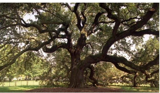 5 Famous Trees in History.