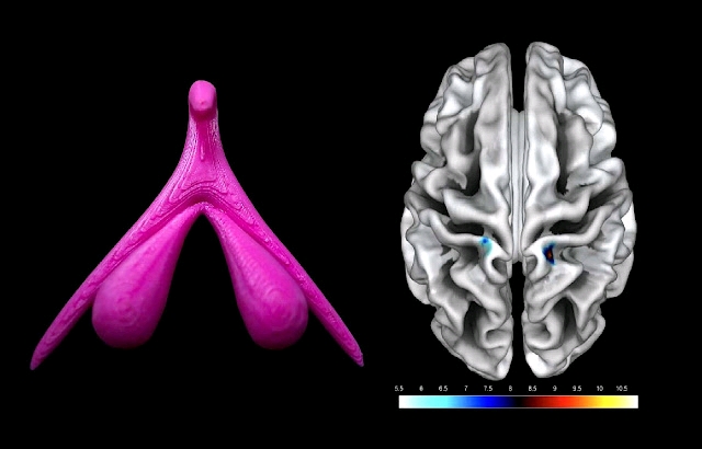 For the first time, researchers identify the region of the brain associated with the clitoris
