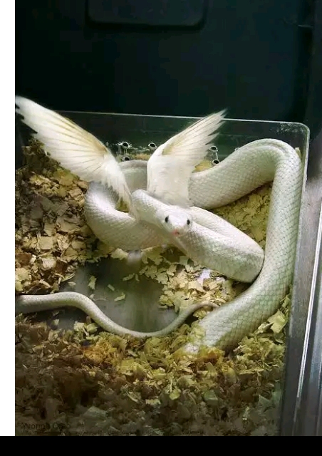 real flying snake with wings