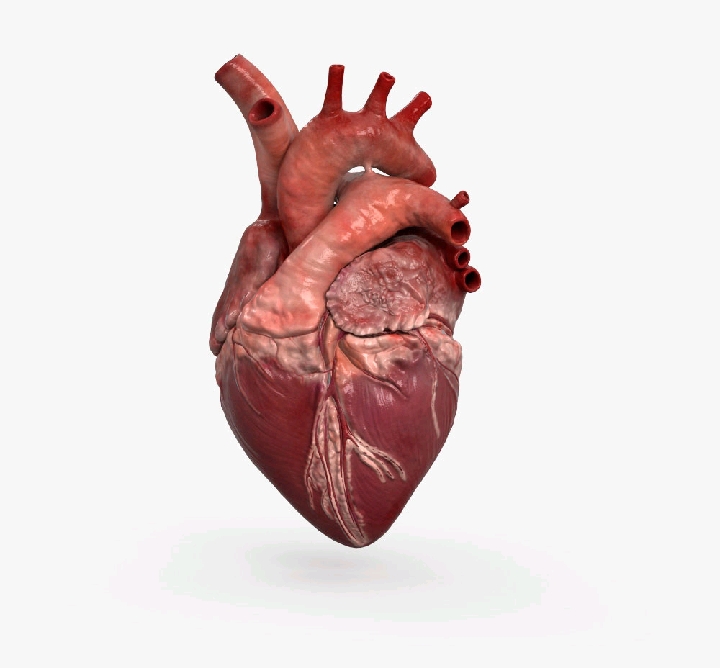 &apos;ScienceWithGray — How The Heart Works 