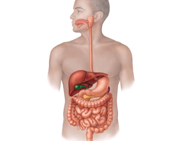 &apos;TheBodyPhysiology: Primary Functions Of The Digestive System  