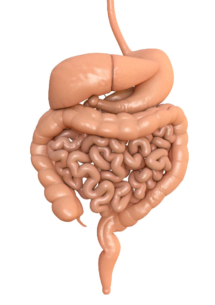 &apos;TheBodyPhysiology: Primary Functions Of The Digestive System  