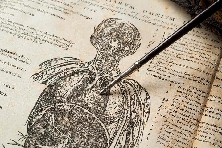 The History Of The Vascular System — System Of The Blood Vessels 
