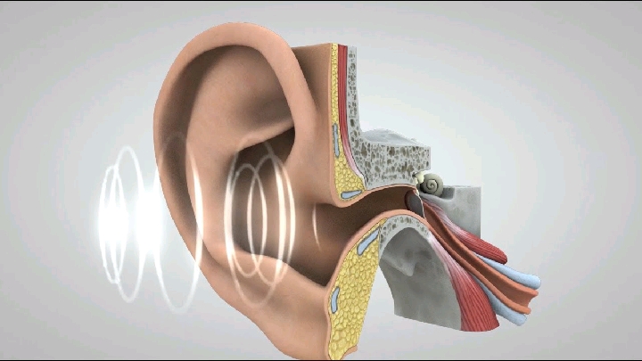 &apos;TheBodyPhysiology: The Physiology Of Hearing 