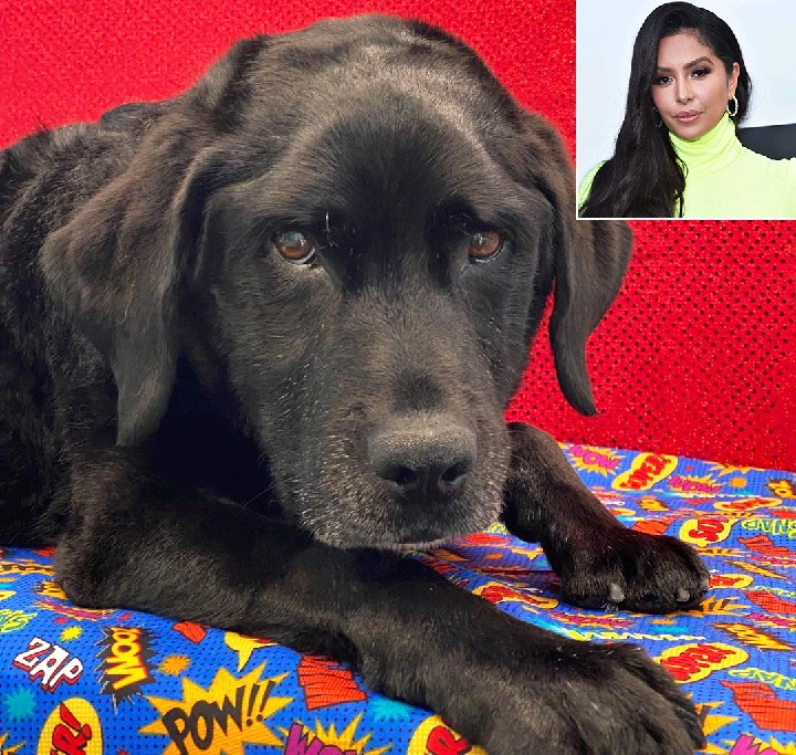 Vanessa Bryant Announces Death of Beloved Family Dog Crucio: 'Thank You for Everything Sweet Boy'