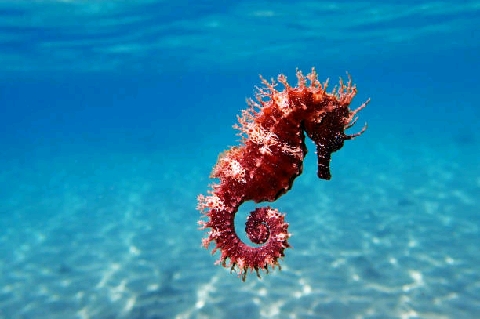 Sea deals horse fish