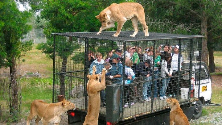A Reversed Zoo In Rancagua, Chile, Where People Are in Cages, and Animals Are Free.
