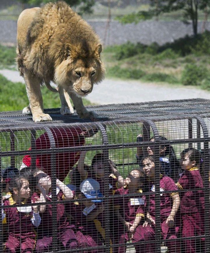 A Reversed Zoo In Rancagua, Chile, Where People Are in Cages, and Animals Are Free.