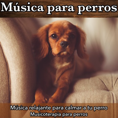Canciones Para Dormir A Tu Perro Ft Relaxmydog By Dog Music Dreams Boomplay Music