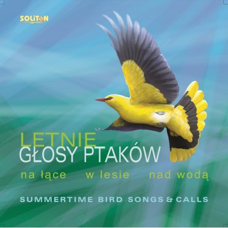Śpiew ptactwa leśnego, w głębi stukanie Dzięcioła | Boomplay Music
