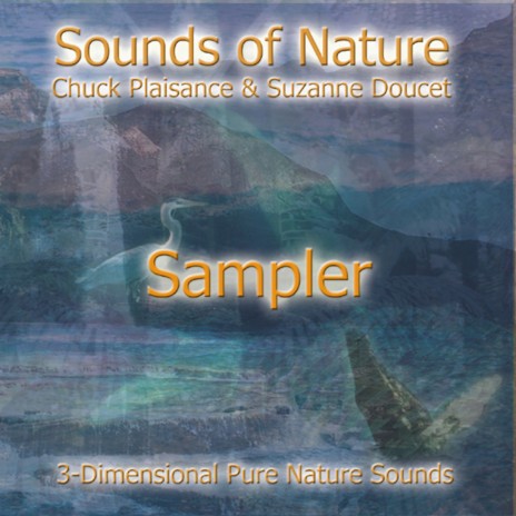 Forest Morning (sampler) ft. Chuck Plaisance | Boomplay Music