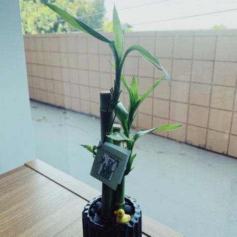 lucky bamboo