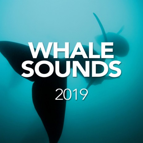 Whale Sounds In Norway (Original Mix) | Boomplay Music