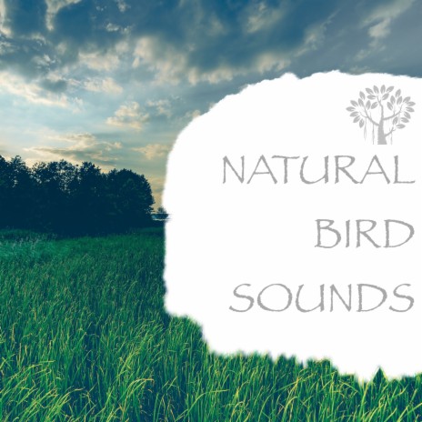 Nature Sounds - Warm Breeze ft. Nature And Bird Sounds | Boomplay Music