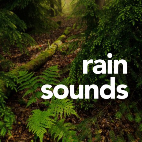 Rainforest & Animals (Original Mix) - Rain Sounds MP3 download | Rainforest  & Animals (Original Mix) - Rain Sounds Lyrics | Boomplay Music
