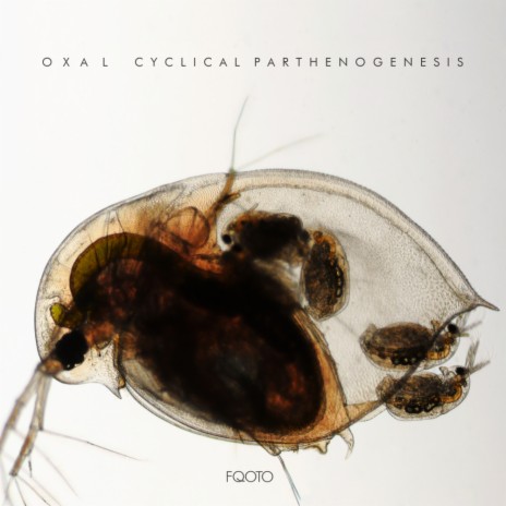 Sexual Reproduction (Original Mix) | Boomplay Music