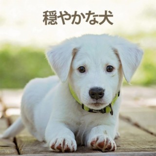 穏やかな犬 犬 猫 子犬 抗不安 ストレス解消 フルート サックス リラックスできる眠りのためのピアノクラシック音楽 By 器楽犬の音楽 Boomplay Music