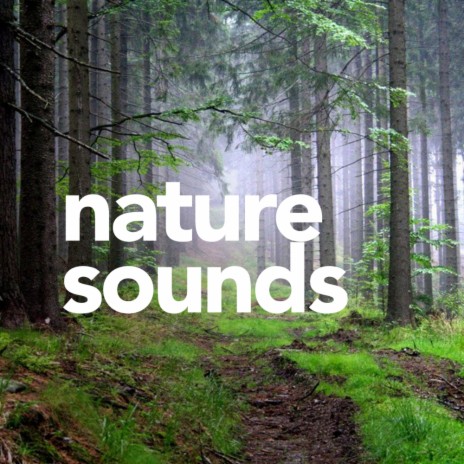 Heavy Rainforest (Original Mix) ft. Nature Sounds | Boomplay Music