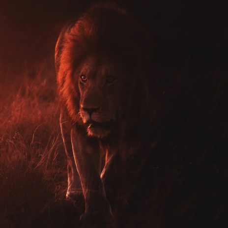 Lion King | Boomplay Music