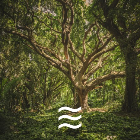 Comfy Sounds of the Trees | Boomplay Music