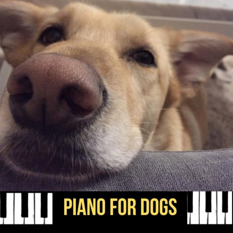 Music for Dogs during Fireworks
