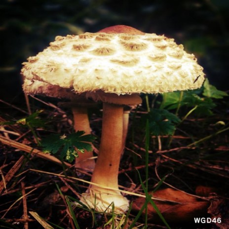 Mushroom Much (Original Mix)