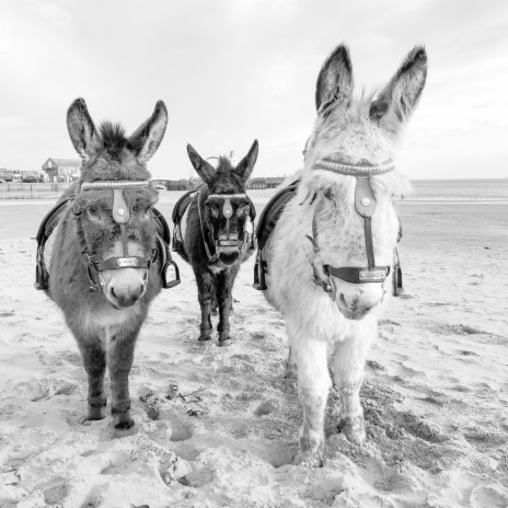 Seaside Donkey