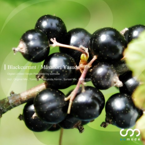 Blackcurrant (Radio Edit) | Boomplay Music