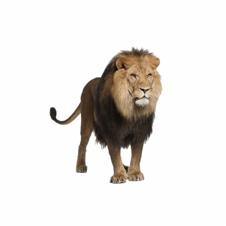 Lion Kings ft. Lucci Loner | Boomplay Music