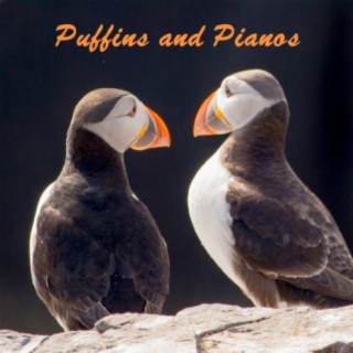 Puffins and Pianos
