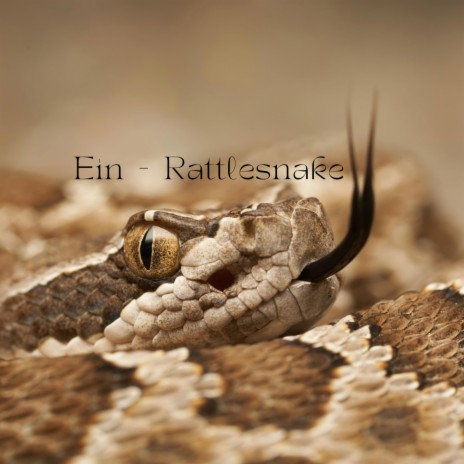 Rattlesnake | Boomplay Music
