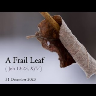 A Frail Leaf (Job 13:25) ~ Pastor Brent Dunbar