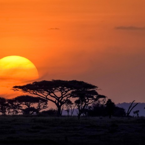 Serengeti | Boomplay Music