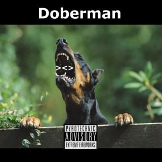 Doberman