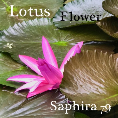 Lotus Flower | Boomplay Music