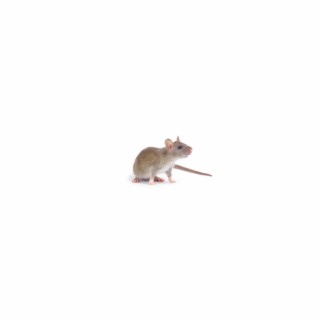 Rat