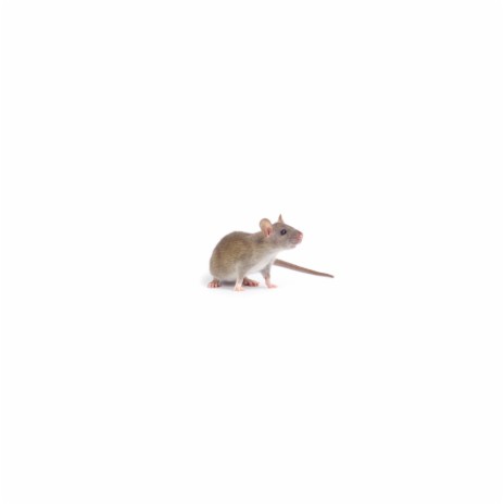 Rat | Boomplay Music