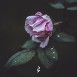 Like a Rose lyrics | Boomplay Music