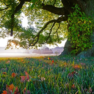 Beneath the Canopy