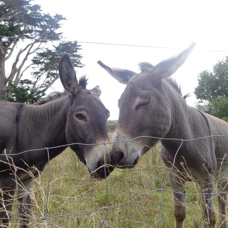 Marcha de Burro Torpe | Boomplay Music