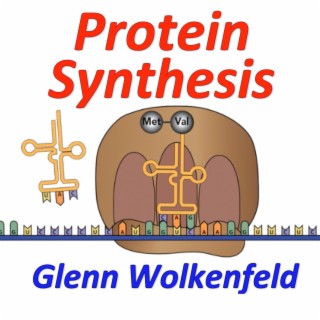 Protein Synthesis